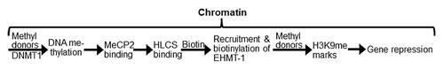 Figure 1. HLCS facilitates methylation events in the epigenome through physical interactions with DNA methyltransferase 1 (DNMT1), methyl CpG binding protein 2 (MeCP2) and eukaryotic histone methyltransferase (EHMT-1).