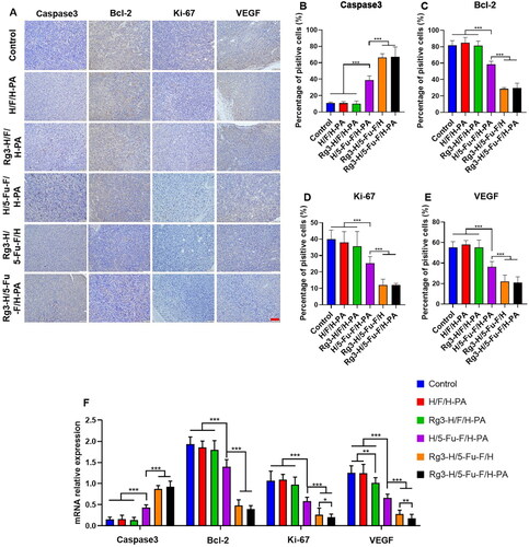 Figure 6. Immunohistochemical analyses of the antitumor mechanisms of Rg3-H/5-Fu-F/H-PA. (A) Immunohistochemical analyses of caspase3, Bcl-2, Ki-67, and VEGF. Scale bar = 100 μm. Percentage of positively stained cells of (B) caspase3, (C) Bcl-2, (D) Ki-67, and (E) VEGF. (F) RT-PCR analysis. For each group in B, C, D, E, and F, n = 6.