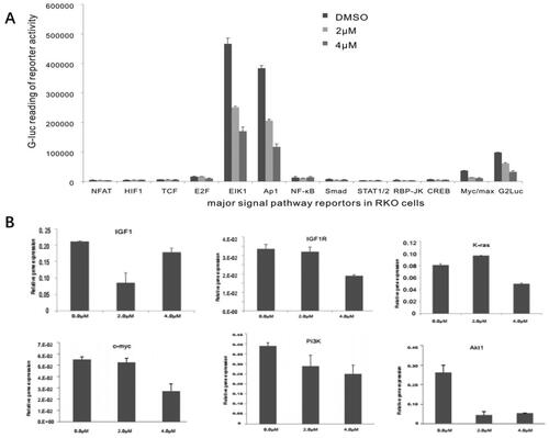 Figure 5. Monensin inhibits multiple cancer-related signaling pathways, including the downstream effectors of IGF signaling. (A) Effect of monensin on the 12 cancer-related pathway reporters pathways. ElK1, Ap1 and Myc/max were significantly attenuated in RKO cells exposed to either 2 µM or 4 µM of monensin at 48 h post-treatment (*, p < 0.05). (B) 4 µM concentration of Monensin effectively inhibited the expression of genes, including K-ras, c-myc, Pi3K and Akt1.But no dose-dependent fashion in monensin-induced inhibition was showed. The augment in K-ras expression, instead of inhibition, was found in group with 2 µM of monensin, while the inhibition to Akt1 was stronger in group with 2 µM of monensin than in group with 4 µM of monensin. An ascending tendency was showed in the expression of IGF1 when the cells treated with increasing concentrations of monensin, whereas a descending tendency was found in the expression of IGF1R. Each assay condition was done in triplicate.