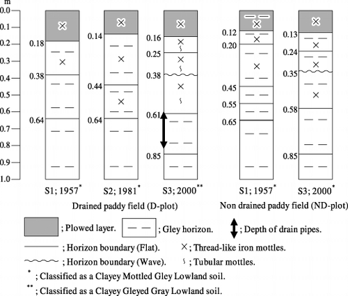Figure 2  Changes in soil profiles of a drained paddy field (D-plot) relative to a non-drained paddy field (ND-plot) as a result of the implementation of a subsurface drainage system in a paddy field located in Niigata Prefecture, Japan. S1, S2 and S3 refer to soil surveys conducted in 1957, 1981 and 2000, respectively.