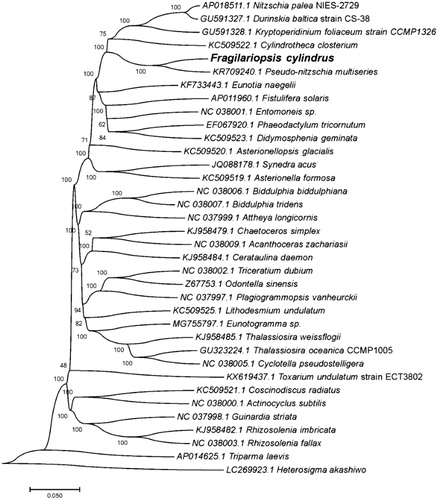 Figure 1. Phylogenetic relationships based on genome-wide alignment of 32 plastid genomes. The bootstrap values are given at the nodes.