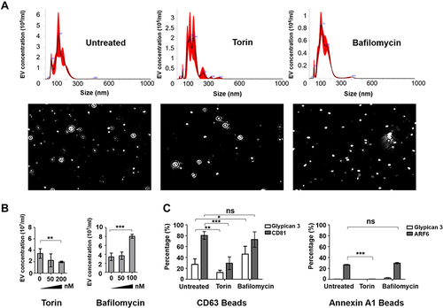 Figure 6 Impact of autophagy on exosome and microvesicle production in HCC cell culture. (A) Huh-7.5 cells were treated with an autophagy inducer (Torin 1) and autophagy inhibitor (Bafilomycin A1). Total EVs were isolated from Huh-7.5 cells by total exosome isolation reagent (Invitrogen). Nanoparticle tracking analysis showing the actual view of concentration and size of EV preparation. (B) Shows EV size and concentration in Huh-7.5 cells treated with Torin 1 and Bafilomycin A1. (C) Shows the impact of autophagy on exosome and microvesicle production determined by the immune-magnetic affinity isolation method. Autophagy induction decreased the production of exosomes, whereas autophagy inhibition increased exosome production. Autophagy modulation has a similar effect on microvesicle production. Autophagy induction decreased GPC3 positive exosomes. Data indicate mean ± standard deviation and are analyzed by the Mann–Whitney U-test. P values were displayed as ns P>0.05, *P<0.05, **P<0.01, ***P<0.001.