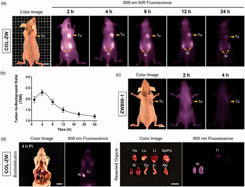 Figure 4. In vivo HT-29 tumour targeting efficiency of COL-ZW and ZW800-1. (a) NIR fluorescence imaging for 24 h post-injection of COL-ZW. (b) Time course of tumour-to-background ratio (TBR) of tumour sites targeted by COL-ZW. TBR was calculated as the fluorescence intensity of tumour tissue versus the signal intensity of neighbouring tissue obtained at different time points. (C) NIR fluorescence imaging at 2 h and 4 h post-injection of ZW800-1 alone. (d) Biodistribution and resected organs imaged at 4 h post-injection of COL-ZW. Tumour-bearing mice were intravenously injected with COL-ZW or ZW800-1 (10 nmol based on the absorbance value of ZW800-1; 100 μM concentration is equivalent to a 0.4 mg/kg single dose of ZW800-1) and imaged for 24 h. Tumour site is indicated by arrowhead. Du: duodenum; He: heart; In: intestine; Ki: kidneys; Li: liver; Lu: lungs; Mu: muscle; Pa: pancreas; Sp: spleen; Tu: tumour; PI: post-injection. Scale bars = 1 cm. Images are representative of three independent experiments. All NIR fluorescence images have identical exposure and normalizations. Data points are expressed as mean ± SD of the three independent experiments.