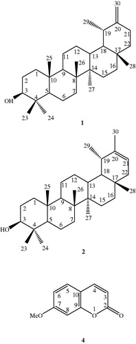 Figure 1. The chemical structures of pentacyclic triterpenoids (1–2), and the coumarin (4) isolated from A. mirheydari.