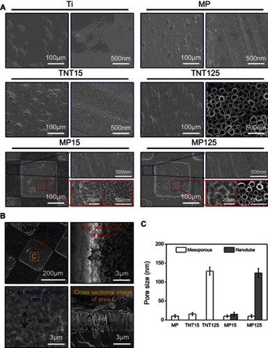 Figure 1 (A) Scanning electron microscopy images of different substrates (left: low magnification; right: high magnification); (B) top view and cross-section images of MP125 in different area; (C) pore size statistics of mesoporous and nanotube.