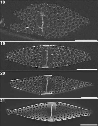 Figs 18–21. Plagiogrammopsis vanheurckii, strain s0433 (Fig. 18) and strain s0432 (Figs 19–21). Middle stages of valve morphogenesis, internal view, scanning electron microscopy. Fig. 18. Valve during radial expansion with pseudoseptum on the central disc. Fig. 19. Marginal thickening started around fascia. Note the valve margin is incomplete. Fig. 20. Lanceolate valve outline complete. Fig. 21. Three-dimensional valve framework complete. Note rimoportula on right hand side of pseudoseptum. Scale bars: 5 µm.