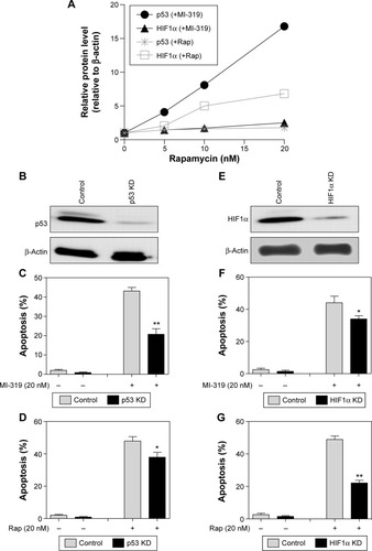 Figure 3 p53 and HIF1α mediate MDMD2 and mTOR inhibition-induced apoptosis respectively.