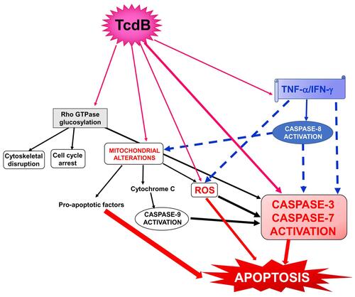 Figure 1 Schematic of the possible signalling pathways involved in the cytotoxic synergism between TcdB and the proinflammatory cytokines TNF-α and IFN-γ in the induction of apoptosis. Full arrows indicate activation; dotted arrows indicate activation enhancement.