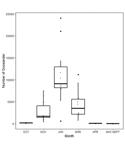 Figure 3. The average numbers of Goosander Mergus merganser in southern Baltic lagoons in particular months in 2011–2018. OCT – October, NOV – November, JAN – January, MAR – March, APR – April, MAY-SEPT – period from May to September. Black dots – outliers; grey dots – all data; line – median; whiskers – the highest and lowest values; box – interquartile range.