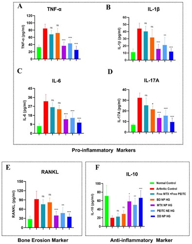 Figure 9. Estimation of pro-inflammatory, anti-inflammatory, and bone erosion markers in FCA-induced RA rats. Effect of dual-drug nanoparticles loaded hydrogel on serum pro-inflammatory cytokine levels (A). TNF-α, (B). IL-1β, (C). IL-6 and (D). IL-17A. (E). RANKL (bone erosion marker) (F). IL-10 (anti-inflammatory cytokine). The serum cytokine level in the rat (on day 33) was estimated by ELISA. The data are represented as mean ± SD (n = 4). The values were statistically examined using a one-way ANOVA test. Statistical significance: *p < 0.05, **p < 0.01, ***p < 0.001, and ns- non-significant.TNF-α: Tumor Necrosis Factor-alpha, IL-1β: Interleukin 1 beta, IL-6: Interleukin 6, IL-17A: Interleukin 17A, RANKL: Receptor activator of nuclear factor-kappa-B ligand and IL-10: Interleukin-10, ELISA: Enzyme-linked immunoassay.