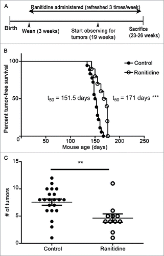 Figure 9. Ranitidine increased breast tumor onset latency and decreases final tumor numbers in LKB1−/−/NIC mice. (A) Representative timeline of experiment. (B) Mice were examined weekly for palpable breast tumors. (C) Endpoint number of tumors was counted. (B) Representative tumor-free survival of control (n=15) and ranitidine-treated (n=10) mice. Data points in (C) represent number of tumors in individual mice. p < 0.001, Log rank test (B); p < 0.01, unpaired t-test (C).