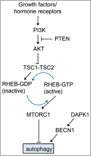 Figure 7. The role of MTOR in cancer-associated signaling pathways that regulate autophagy in mammalian cells. The best known regulator of autophagy is MTOR (mechanistic target of rapamycin), a serine/threonine kinase conserved throughout eukaryotes. The activity of MTORC1 is inversely correlated with autophagy induction. The µTORC1 inhibitor rapamycin potently induces autophagy, even in the presence of abundant nutrients (adapted from ref. Citation50). The PI3K-AKT regulates autophagy. This regulation is mediated via the small RHO-GTPase RHEB.