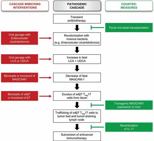 Figure 1. Summary of the pathogenic cascade linking antibiotherapy to deficient anticancer immunotherapy responses. The central pathogenic pathway can be mimicked by experimental interventions (red) or interrupted by countermeasures (green).