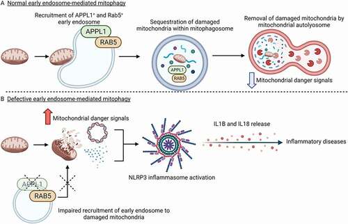 Figure 1. The APPL1-RAB5 axis controls early endosome-mediated mitochondrial clearance and NLRP3 inflammasome activation. (A) In macrophages with the functional APPL1-RAB5 axis, the early endosomes are recruited to damaged mitochondria in response to NLRP3 inflammasome activator. APPL1+ and RAB5+ endosomes aid the delivery of damaged mitochondria to the mitophagy machinery for its degradation, thereby preventing NLRP3 inflammasome overactivation by mitochondrial-derived danger signals such as mtDNA and mtROS. (B) Defective APPL1-mediated mitophagy impairs the recruitment of RAB5 to mitochondria and the downstream mitochondrial clearance, leading to accumulation of damaged mitochondria and its associated danger signals. Elevated mitochondrial-derived danger signals trigger the hyperactivation of the NLRP3 inflammasome for the production of IL1B and IL18, thereby exacerbating inflammatory diseases such as type 2 diabetes and sepsis. (Created with BioRender.com).