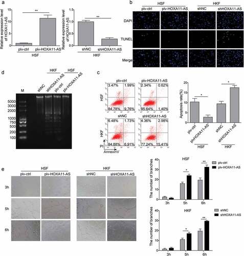 Figure 2. HOXA11-AS suppresses apoptosis of fibroblasts and promotes fibroblast-mediated angiogenesis