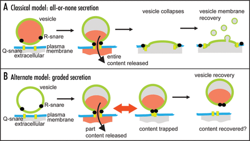 Figure 1 Models for secretory control. (A) in the classical model the entire vesicle content is released, the vesicle collapses and membrane is recovered. (B) in the new model, fusion pore opening and closing regulates content release then either the entire or part of the vesicle membrane is recovered via an unknown mechanism. In some cases it has been shown that part vesicle content can be recovered.