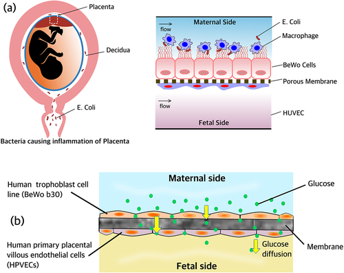 Figure 11. (a) Schematic of the placental barrier. E. coli causing inflammation of the placenta is shown.Citation98 (b) Sketch of the placental barrier showing the maternal and foetal side. Glucose diffusion taking place across the barrier is also shown.Citation100.