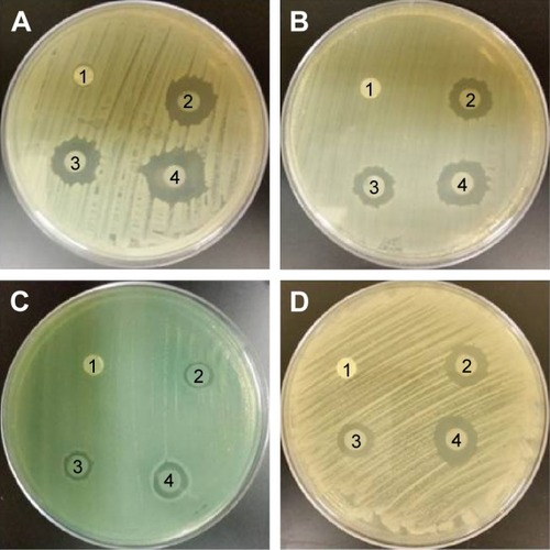 Figure 8 Antimicrobial susceptibility disk diffusion test.Notes: (1) PVA/chitosan (control), (2) PVA/chitosan/AgNPs, (3) PVP-drug loaded, and (4) PEO–drug loaded against (A) Staphylococcus aureus, (B) Escherichia coli, (C) Pseudomonas aeruginosa, and (D) Candid albicans.Abbreviations: PVA, poly(vinyl alcohol); AgNPs, silver nanoparticles; PVP, polyvinylpyrrolidone; PEO, polyethylene oxide.
