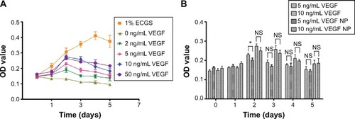 Figure 5 Cell proliferation test by using an MTT assay. (A) HUVEC proliferation test with various concentrations of VEGF after incubation for 5 days. (B) HUVEC proliferation test with various concentrations of VEGF and VEGF-loaded nanoparticles after incubation for 5 days.Note: *P<0.05 between 0, 2, 5, and 10 ng/mL VEGF groups, n=4.Abbreviations: ECGS, endothelial cell growth supplement; NP, nanoparticles; HUVEC, human umbilical vein endothelial cells; MTT, 3-(4,5-dimethylthiazol-2-yl)-2,5-diphenyltetrazolium bromide; OD, optical density; VEGF, vascular endothelial growth factor; NS, not statistically significant.