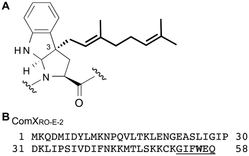 Fig. 1. Chemical Structure of the Modified Tryptophan Residue and Amino Acid Sequence of ComXRO-E-2.Note: (A) The attached geranyl group is indicated in bold. (B) Amino acid residues of ComXRO-E-2 pheromone are underlined. The target tryptophan for geranylation is boldfaced. Sequence source was as follows: ComXRO-E-2; AAL67740 (B. strain RO-E-2).