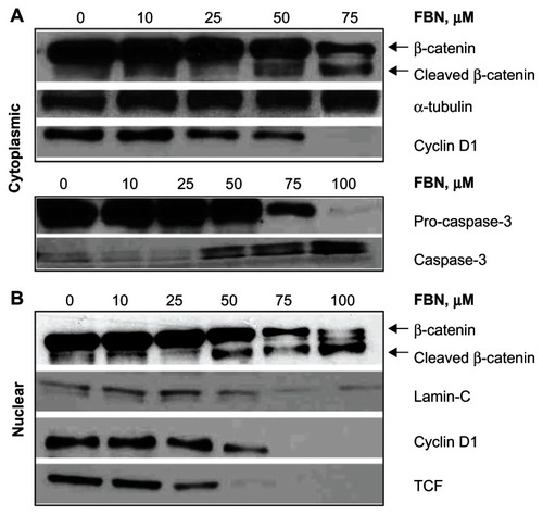 Figure 4 FBN degrades β-catenin, inhibits cyclin D1, and activates caspase-3.