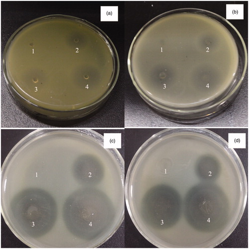 Figure 6. Antibacterial activity results of the MH/SA/PVA nanofibers against S. aureus (a and b) and P. aeruginosa (c and d). a and c: 1 h-cross-linked; b and d: 0 h-cross-linked; (1) PVA/SA nanofibers; (2) 0.5% MH/PVA/SA nanofibers; (3) 2% MH/PVA/SA nanofibers and (4) 4% MH/PVA/SA nanofibers.