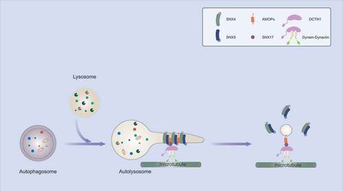 Figure 1. The model for autophagosomal components recycling from autolysosomes.