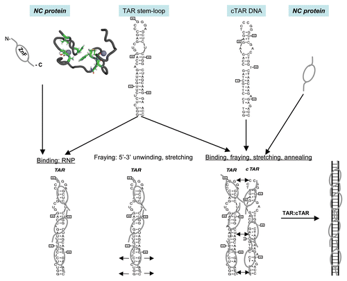 Figure 1 Schematic illustration of the nucleic acids binding, fraying and annealing properties of the HIV nucleocapsid protein. Top, from left to right: NC protein is represented by an oval corresponding to the hydrophobic plateau (ZnF), flanked by the disordered N- and C-terminal domains shown here as small fragments. The 3D structure of the hydrophobic plateau at the top of the NC zinc-fingers is represented in the CPK mode with Val13, F16, Ile24, Ala25, Trp37, Gln45 and Met46, and the zinc atoms appear as grey spheres. The TAR with its loop and bulges is shown here as a stem-loop. The complementary DNA sequence is synthesized by RT chaperoned by NC at the very beginning of reverse transcription (reviewed in ref. Citation13 and Citation14) and shown here as cTAR stem-loop. Bottom, from left to right: Binding of NC to TAR results in the formation of a ribonucleoparticle where the RNA is entirely coated by NC molecules. This causes the transient opening of the 5′ and 3′ end sequences (short arrows), in a process called fraying and strand stretching (Single DNA molecule stretching measures the activity of chemicals that target the HIV-1 nucleocapsid protein).Citation53 Binding of NC to TAR and cTAR causes the formation of nucleoprotein complexes where the nucleic acids are entirely coated by NC molecules. This causes the rapid hybridization of the complementary sequences resulting in the formation of a RNA:DNA hybrid within the nucleoprotein complex. This annealing reaction recapitulates the obligatory 5′-3′ strand transfer that occur at the beginning of reverse transcription.Citation4