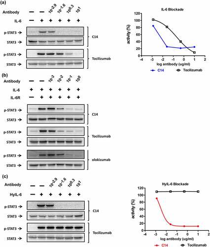 Figure 6. The inhibitory profile of C14mab in various IL-6-mediated signalings. (a) HeLa cells (1 x 105 cells/well) were serum-starved for 5 hrs before stimulation. IL-6 (30 ng/ml) was premixed with indicated concentrations of C14mab or Tocilizumab for 15 mins. Cells were treated with the mixtures for 15 mins and p-STAT3 was determined by Western blot (left panel). The inhibition data is analyzed by ImageJ software and graphed with p-STAT3 activity percentages vs. log antibody (right panel). (b) C33A cells (1 x 106 cells/well) were serum-starved for 5 hrs before stimulation. IL-6 (100 ng/ml) and sIL-6 Rα (200 ng/ml) were mixed for 15 mins, then the IL-6/sIL-6 R combination was incubated with indicated concentrations of C14mab, tocilizumab, or olokizumab for another 15 mins. Cells were treated with the mixtures for 15 mins and p-STAT3 was determined by Western blot. (c) For HyIL-6 mediated signaling blockade, HeLa cells (1 x 105 cells/well) were stimulated with HyIL-6 (10 ng/ml) and indicated antibodies. The levels of p-STAT3 were determined by Western blot (left panel) and analyzed by Image J software (right panel) as described in (a). Fig (a) Left: Western blot analysis of IL-6 with various C14mab and Tocilizumab concentrations. Fig (a) Right: Line graphs plotting p-STAT3 activity percentages over log antibody (C14mab vs. Tocilizumab). Fig. (b) Western blot analysis of IL-6 and IL-6 R with various C14mab, Tocilizumab, and Olokizumab concentrations. Fig. (c) Left: Western blot analysis of HyIL-6 with various C14mab and Tocilizumab concentrations. Fig (c) Right: Line graphs plotting p-STAT3 activity percentages over log antibody (C14mab vs. Tocilizumab).