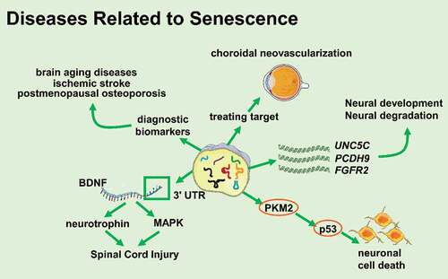 Figure 3. tsRNAs participate in diseases related to senescence (Created with Servier Medical Art, https://smart.servier.com)