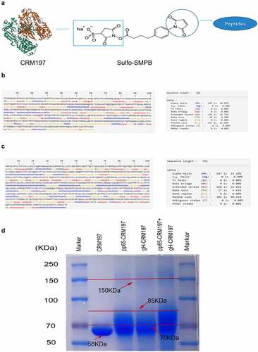 Figure 1. Protein structure prediction of pp65 and gH and preparation of coupled peptide vaccines. (a) the coupled diagram of peptide-CRM197. The secondary structure of pp65 (b) and gH (c) were predicted by the online software SOPMA. (d) After coupling the peptides with CRM197, three peptide-CRM197 were subjected to Coomassie brilliant blue staining after SDS-PAGE.