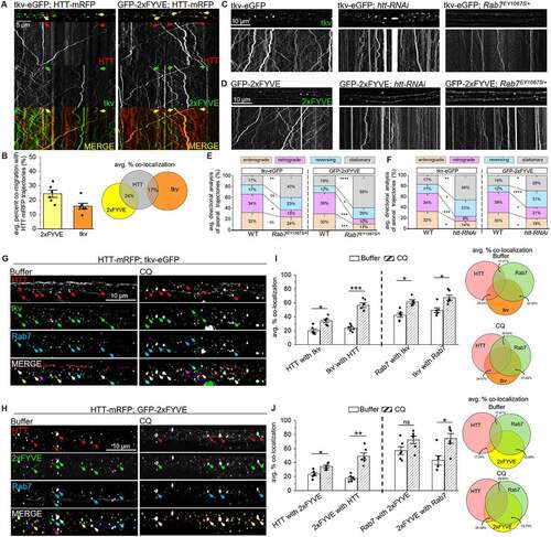 Figure 5. The HTT-Rab7 vesicle complex co-transports with long-distance signaling components. (A) Arrows depict location of the cell bodies (retrograde) and synapses (anterograde). Representative images and kymographs from simultaneous dual-color movies from larvae co-expressing HTT-mRFP with either tkv-eGFP or GFP-2xfyve (PtdIns3ps). Co-migrating tracks that contain both red and green trajectories are seen (yellow arrow). X axis=distance (µm), Y axis=time (s). Bar: 5 µm. (B) Quantification of the average co-migratory trajectories reveal the percent co-migration (%) between HTT-tkv and HTT-2xfyve. n = 6. (C-D) Representative images from movies and kymographs from larvae expressing tkv-eGFP or GFP-2xfyve alone, in the context of htt reduction (htt-RNAi), or a genetic reduction of Rab7 (Rab7EY10675/+). Bar: 10 µm. (E-F) Directional analysis of tkv-eGFP or GFP-2xfyve trajectories alone compared to tkv-eGFP or GFP-2xfyve trajectories with a htt or Rab7 reduction. n = 10. (G-H) Representative images of segmental nerves from larvae co-expressing HTT-mRFP (red) and either (G) tkv-eGFP (green) or (H) GFP-2xfyve (green) that have been immunostained with Rab7 (blue) following treatment with buffer or CQ. Note that the merged panel of buffer-treated larvae reveals heterogenous overlays containing either HTT-Rab7 (purple arrows), Rab7-tkv or Rab7-2xfyve (teal arrows), HTT-tkv or HTT-2xfyve (yellow arrows) or HTT-Rab7-tkv and HTT-Rab7-2xfyve (white arrows), while the merged panel of CQ-treated larvae show more overlays containing HTT-Rab7-tkv and HTT-Rab7-2xfyve (white arrows) Bar: 10 µm. (I-J) Quantification of colocalization (mander’s, %) between (I) HTT-Rab7, HTT-tkv, and tkv-Rab7 or (J) HTT-Rab7, HTT-2xfyve, and 2xfyve-Rab7 in nerves of buffer-, CQ-, and BAF1-treated larvae. Data represented as overlaid histogram-dot plots (left) as well as proportional Venn diagrams (right). n = 6. Statistical significance was determined using the two-sample two-sided Student’s t-test. Data represented as mean±sem. ns=p > 0.01, *p < 0.01, **p < 0.001, ***p < 0.0001, ****p < 0.00001. Also see Fig. S2.