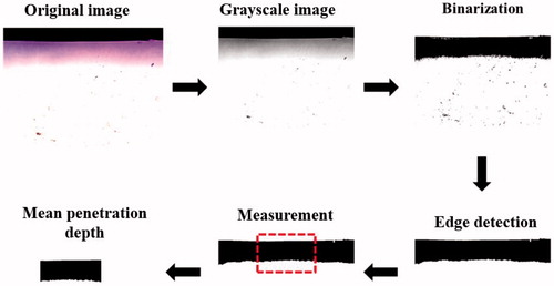 Figure 2. Image-processing procedure for measuring the penetration depth in agarose phantoms.