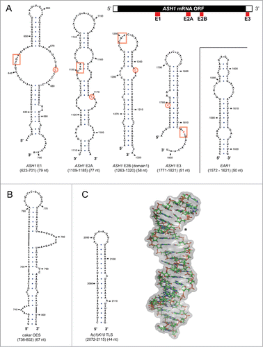 Figure 2. Secondary structures of zip-code elements (A) Selection of known zip-code elements bound by the She2p-She3p complex in yeast, as predicted by the mfold web server.Citation141 Cartoon on top shows that in the ASH1 mRNA, the zip-code elements E1, E2A, and E2B are part of the open reading frame, whereas E3 is located directly 3′ to the stop codon. Also the EAR1 mRNA contains an experimentally confirmed zip-code element. In the secondary structure predictions, boxed base triplets and a single encircled cytosine mark a previously identified consensus recognition motif.Citation68 Note that the EAR1 zip-code lacks this motif, that the motif can occur in inversed 3′ to 5′orientation, and that the base triplet is also found in permutations of its sequence. Also the location of the bipartite motif with regard to the secondary structure varies, indicating that the basic features of specific zip-code recognition are still not well understood. (B) OES secondary structure from chemical probing data.Citation62,76 (C) Secondary structure (left) and three-dimensional NMR structure (right) of fs(1)K10 TLS (PDB-identifier: 2KE6).Citation77 Asterisk shows widened major grove that is required for dynein-dependent localization.