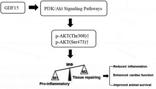 Figure 13. Mechanism of GDF15s protective effect on sepsis by regulating macrophage polarization.