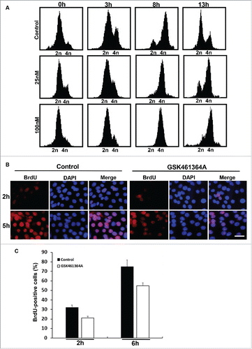 Figure 3. Effects of inhibition of Plk1 on DNA replication. A, FACS analysis of cell cycle progression in Pa03C cells. After Pa03C cells were synchronized with a double thymidine block (DTB; 16 h treatment with thymidine, 8 h release, and a second thymidine block for 16 h), synchronized cells were released into medium in the absence or presence of GSK461364A (25nM or 100nM) and harvested at different time points for FACS. GSK461364A was added into the medium1 h prior to release. B, Representative images of BrdU labeling in control and Plk1-inhibited cells. Pa03C cells were synchronized with the DTB, released into medium with or without GSK461364A (added 1 h prior to release) for 2h or 5h, labeled with BrdU for 30 min, and stained with anti-BrdU antibodies. DNA was stained with DAPI. Scale bar, 100 µm. C, Quantification of BrdU-positive cells in B.