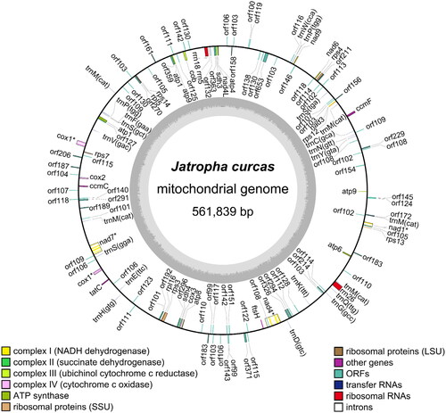 Figure 2. Map of Jatropha curcas mitochondrial genome. The genes annotated outside the circular genome are in the forward orientation, whereas the genes inside the circle are in the reverse orientation. Genes with asterisk mark indicate cis-splicing genes.