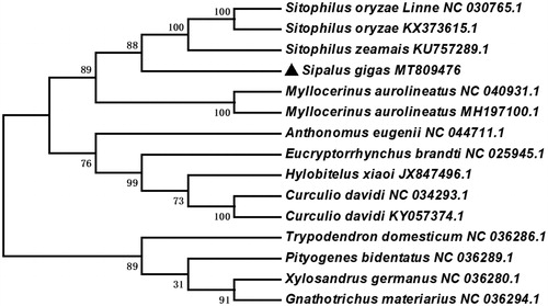 Figure 1. Neighbor-Joining tree of the Sipalus gigas and related 14 different species of Coleoptera based on the genome sequence. Numbers labeled on the branch are bootstrap values.