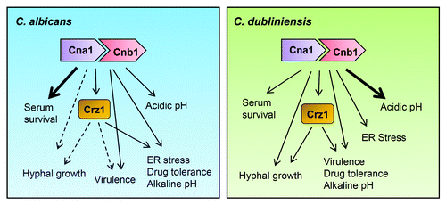 Figure 1. Comparison of the calcineurin pathway in C. albicans and C. dubliniensis. The roles of calcineurin and Crz1 in hyphal growth are unclear in C. albicans (dotted arrows) while their roles in hyphal growth of C. dubliniensis (right panel) are demonstrable. Calcineurin is required for virulence in both Candida species. ER stress responses are controlled by Crz1-dependent and Crz1-independent calcineurin signaling in C. albicans and C. dubliniensis, respectively. Drug tolerance and alkaline pH homeostasis are governed by the Crz1-dependent calcineurin pathway in both Candida species. C. dubliniensis calcineurin plays a larger role (bold arrow) in controlling acidic pH homeostasis compared with C. albicans. In C. albicans calcineurin plays a greater role (bold arrow) in serum survival compared with C. dubliniensis.