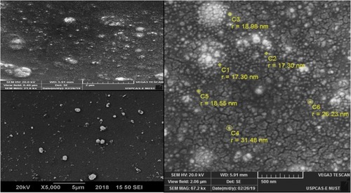 Figure 7 Scanning electron microscope images of T.ammi derived biogenic SeNPs at 2 μm, 5 μm, and 500 nm representing spherical to irregular morphology of SeNPs.