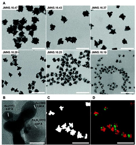 Figure 11 (A) TEM images of different Janus magnetic nanostars (JMNSs) obtained by varying the ratio of nanodumbbells-seeds to gold salt. As the NP size decreases, the iron oxide part (light grey) can be distinguished from the gold domain (dark grey or black). (B) High-resolution TEM image of an NP (JMNS.16.28), whose average diameter of the iron oxide part was 16 nm and that of the whole NP was 28 nm, showing single crystal nanostar tips and Fe3O4. (C) HAADF-STEM image of (JMNS.16.28), where gold appears white while iron oxide appears gray. (D) EDX mapping of Fe (green) and Au (red) domains in (C). (Scale bars for (A), (C) and (D)=100 nm; scale bar for (B)=10 nm). Reprinted with permission from Reguera J, de Aberasturi DJ, Henriksen-Lacey M, et al. Janus plasmonic–magnetic gold–iron oxide nanoparticles as contrast agents for multimodal imaging. Nanoscale. 2017;9(27):9467–9480.Citation93 Copyright 2017 Royal Society of Chemistry.