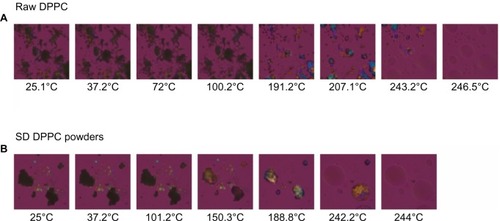 Figure 8 Representative HSM micrographs for DPPC supplied by the manufacturer versus SD DPPC powders.Notes: (A) Raw DPPC; (B) SD DPPC powders.Abbreviations: DPPC, dipalmitoylphosphatidylcholine; SD, spray-dried; HSM, hot-stage microscopy.