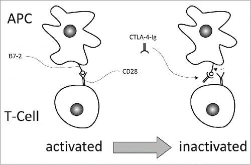 Figure 2. Actively binding B7-2 with a CTLA-4-Ig fusion protein, like abatacept, interrupts the interplay between CD28 and B7-2 and thus suppresses CD28-mediated T cell activation. This approach is applied in the treatment of autoimmune diseases.