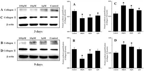 Figure 4. Western blotting analysis of Collagen I and Collagen II protein synthesis in chondrocytes treated with different psoralen concentrations at day 3 (A: collagen I and C: collagen II) and day 9 (B: collagen I and D: collagen II). The graphs represent band intensity (target/β-actin), which were analyzed with the software Quantity one (SPSS Inc., Chicago, IL) (mean ± sd, n = 3). *p < 0.05 was accepted as statistically significant.
