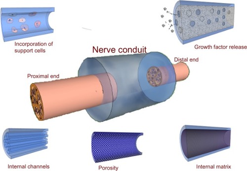 Figure 4 Examples for nerve conduit designs.