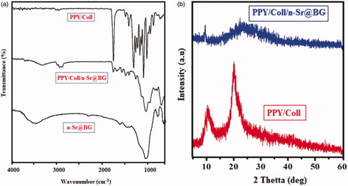 Figure 1. (a) FTIR spectrum of PPY/Coll, n-Sr@BG and PPY/Coll/n-Sr@BG. (b) XRD spectrum of PPY/Coll and PPY/Coll/n-Sr@BG nanomats.