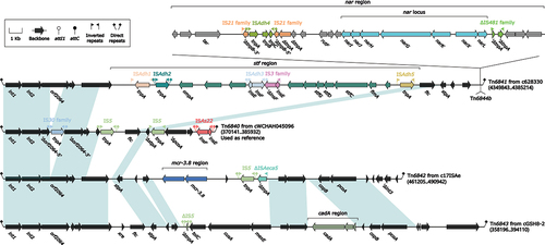 Figure 5. Comparison of Tn6840 and three related IMEs. The figure utilizes arrows to represent genes, while mobile genetic elements and other features are distinguished with distinct colours based on their functional classification. Regions of homology, which are defined by nucleotide identity greater than 95%, are highlighted with a shaded background. Pseudogenes are identified by a single quotation mark preceding their name.