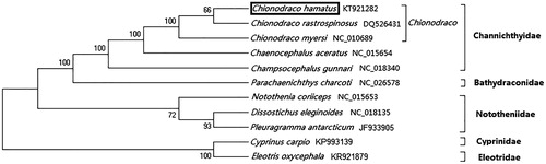 Figure 1. Phylogenetic position of Chionodraco hamatus within suborder Notothenioidei based on 13 protein-coding genes using neighbour-joining method. C. hamatus is highlighted with a box. The ND6 was not included in the protein-coding genes of Chionodraco rastrospinosus and Chionodraco myersi analysed here.