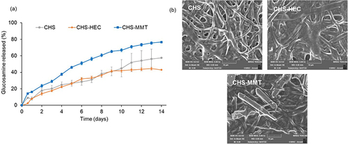 Figure 7 % Glucosamine released by the time (mean values ± s.d.; n=4) (a); SEM micrographs of scaffolds after 14 day of lysozyme degradation (b): CHS; CHS-HEC; CHS-MMT.
