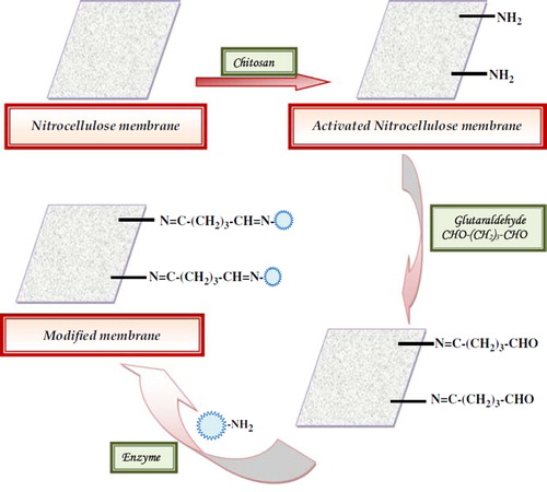Figure 2. Scheme of chemical reactions involved in immobilization of laccase onto nitrocellulose membrane.